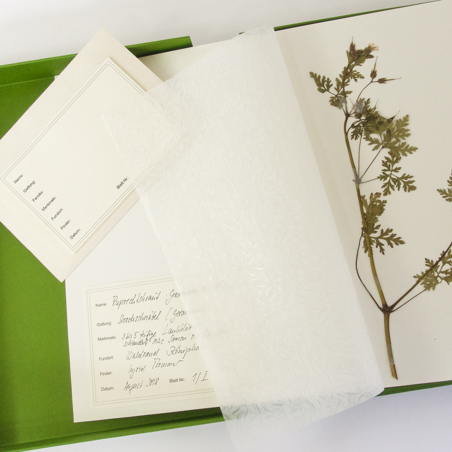 Herbarium Klassik Veilchen - Violaceae – Bild 2